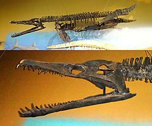 Pliosaurus Wikipedia