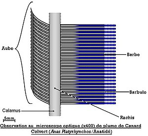 Plume: La plume, Le plumage, Contraintes comportementales