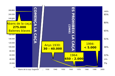 Rorqual Blau: Taxonomia, Descripció i comportament, Poblacions i caça de balenes