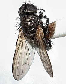 Pollenia advena female.jpg