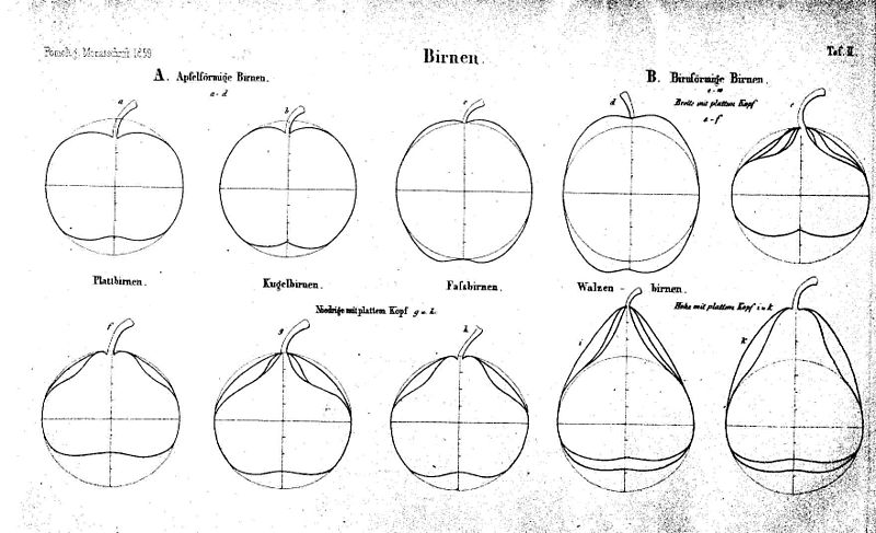 File:Pom.Mon.Hefte 1859 Birnformen 1.jpg