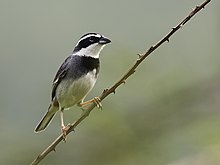 Poospiza hispaniolensis Berkerah Kicau-Finch - laki-laki (dipotong).jpg