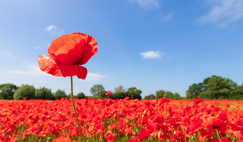 File:Poppy Field Schoenberg msu 2018 -7353.jpg