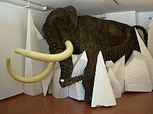 Ricostruzione di mammut lanoso nel Museo Civico di Storia Naturale di Pordenone