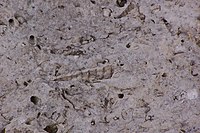 Gastropods and bivalves in the Portland limestone, Purbeck quarry, southern England.
Scale of the large gastropod is about 5 centimetres (2.0 in). Portland Limestone - Purbeck quarry - Southern England.jpg