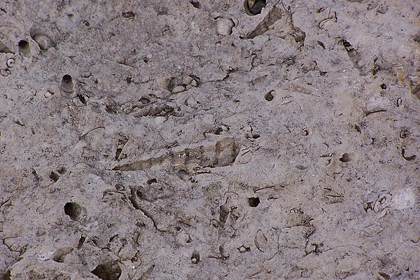 Gastropods and bivalves in the Portland limestone, Purbeck quarry, southern England. Scale of the large gastropod is about 5 centimetres (2.0 in).