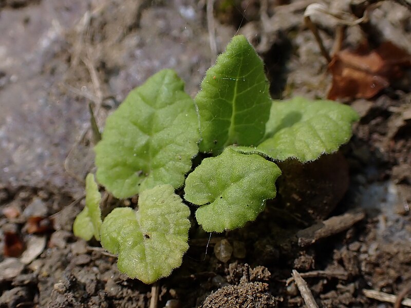 File:Primula veris kz19.jpg