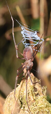 Miniatura per Progradungula