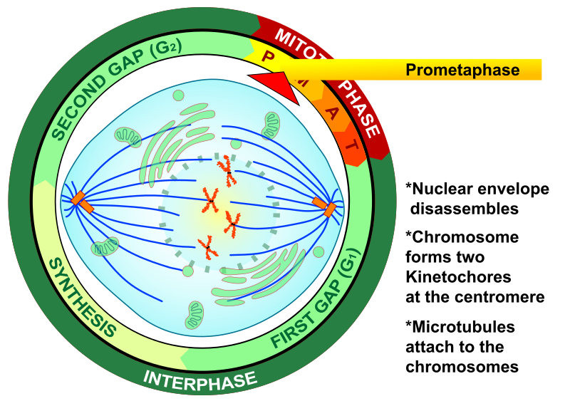 File:Prometaphase eukaryotic mitosis.svg