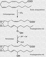 Prostaglandinas