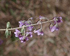 Prostanthera cineolifera - 50302954241.jpg