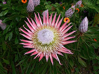 Protea P1010882.JPG