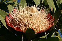 Protea caffra