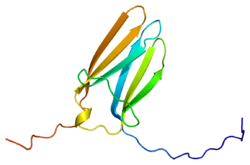 Белок NTRK3 PDB 1wwc.png