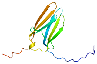 <span class="mw-page-title-main">Tropomyosin receptor kinase C</span>