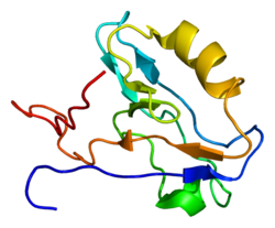Proteini PDLIM3 PDB 1v5l.png
