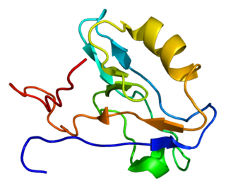 Actin-associated LIM protein (ALP), also known as PDZ and LIM domain protein 3 is a protein that in humans is encoded by the PDLIM3 gene. ALP is highly expressed in cardiac and skeletal muscle, where it localizes to Z-discs and intercalated discs. ALP functions to enhance the crosslinking of actin by alpha actinin-2 and also appears to be essential for right ventricular chamber formation and contractile function.