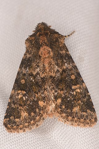 <i>Pseudobryomima fallax</i> Species of moth