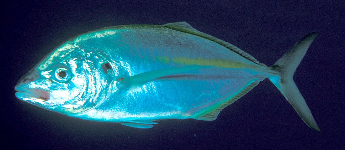 White trevally