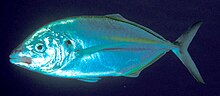 Pseudocaranx dentex (Putih trevally).jpg