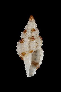 <i>Pseudodaphnella tincta</i> Species of gastropod