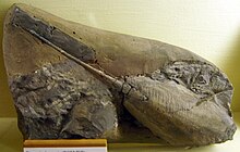 Rhinopteraspis fossil Pteraspis dunensis.jpg