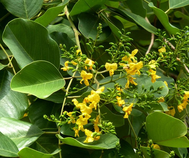 File:Pterocarpus rotundifolius, bloeiwyse, Pretoria.jpg