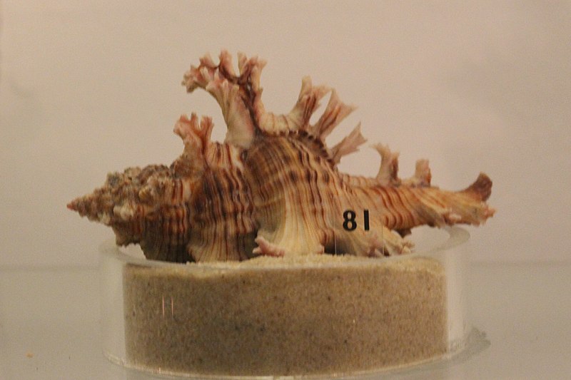 File:Pu - Chicoreus palmarosae - 1.jpg