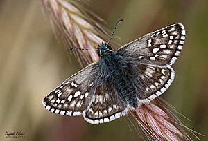 Gray-brown thick-headed butterfly (Pyrgus sidae)