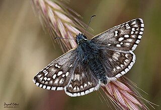 <i>Pyrgus sidae</i> Species of skipper butterfly genus Pyrgus