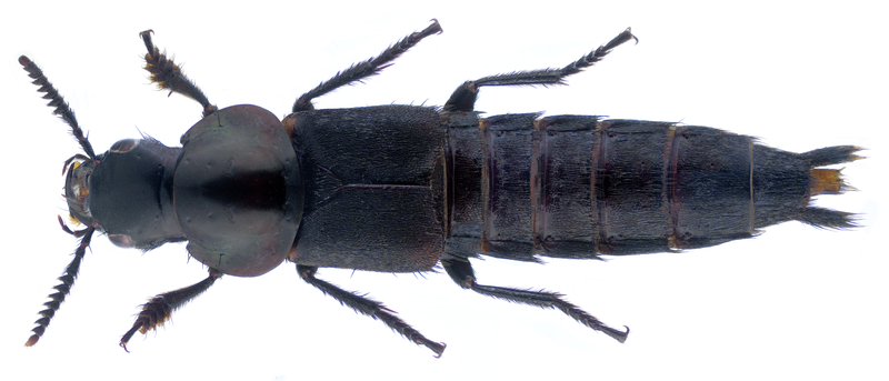 File:Quedius dilatatus (Fabricius, 1787) Syn. Velleius dilatatus (Fabricius, 1787) (30863056688).png