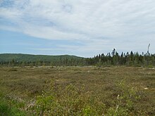 Ein Moor mit Wald und Bergen im Hintergrund