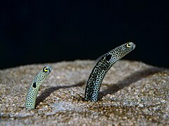 Heteroconger hassi (une « anguille jardinière »)
