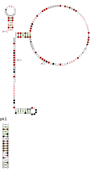 <span class="mw-page-title-main">Pseudomonadales-1 RNA motif</span>