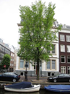 <i>Ulmus</i> Plantyn Elm cultivar