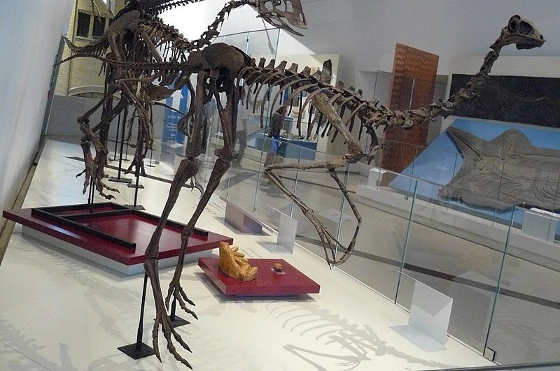 File:ROM 33 - Gallimimus (14358699244).jpg