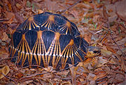 Лучистая черепаха (Astrochelys radiata)