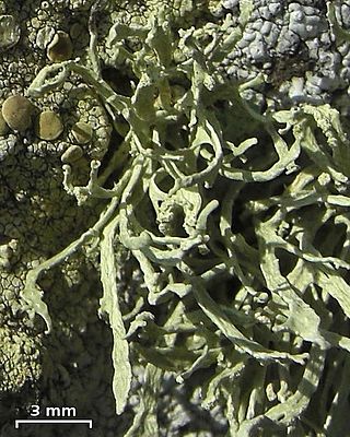 <i>Ramalina polyforma</i> Species of lichen