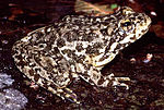 Thumbnail for Mountain yellow-legged frog