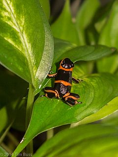 <i>Ranitomeya summersi</i> species of amphibian