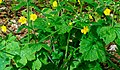 Ranunculus lanuginosus kds 02.jpg