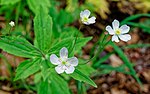 Ranunculus platanifolius kds 02.jpg