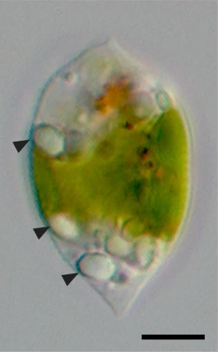 File:Rapaza viridis 2012 Yamaguchi et al fig1b.webp