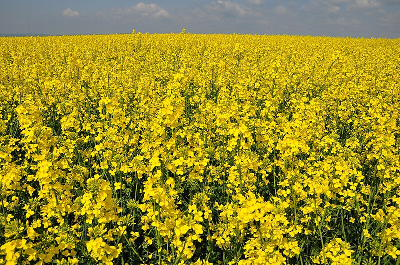 File:Rapeseed field (Brassica napus) in Germany.JPG