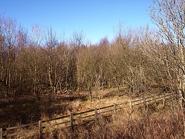 Rushielee Plantation. Rashielee Plantation - geograph.org.uk - 1733924.jpg