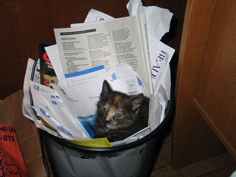 File:Recycled kitten.jpg