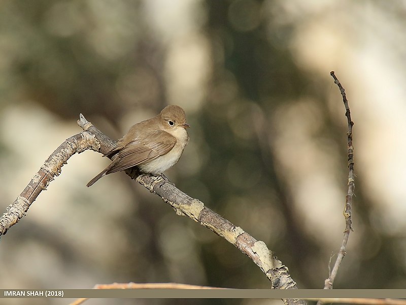 File:Red-breasted Flycatcher (Ficedula parva) (43575100960).jpg