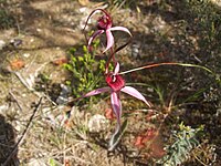 Caladenia cruciformis