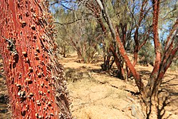 Acacia cyperophylla, growing along 3 O'Clock Creek in Witjira National Park Red Mulga.jpg