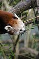 Red Panda (16581800694).jpg